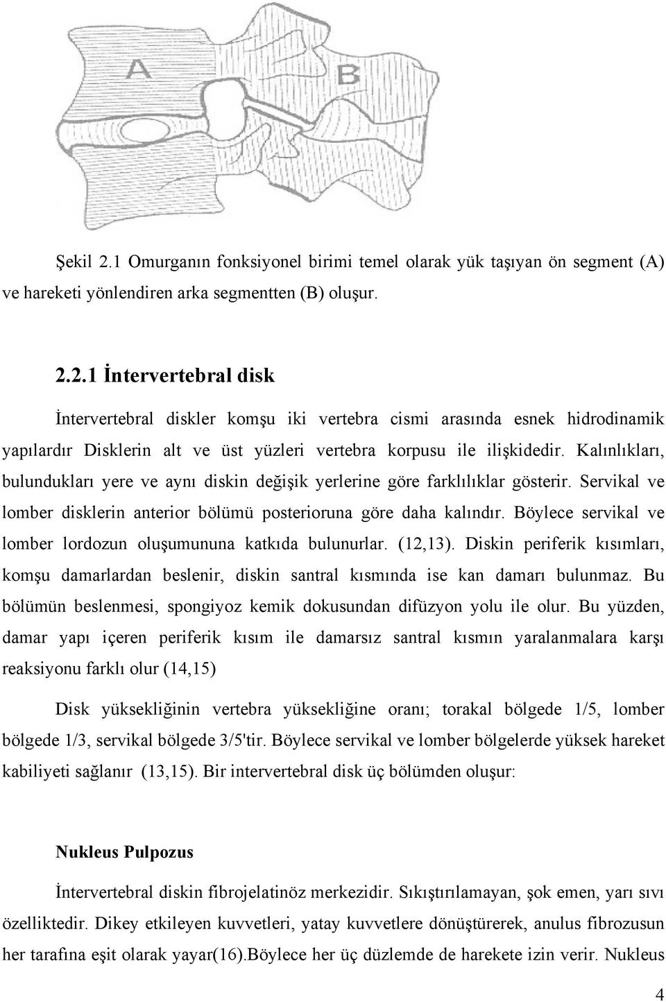 Böylece servikal ve lomber lordozun oluşumununa katkıda bulunurlar. (12,13). Diskin periferik kısımları, komşu damarlardan beslenir, diskin santral kısmında ise kan damarı bulunmaz.