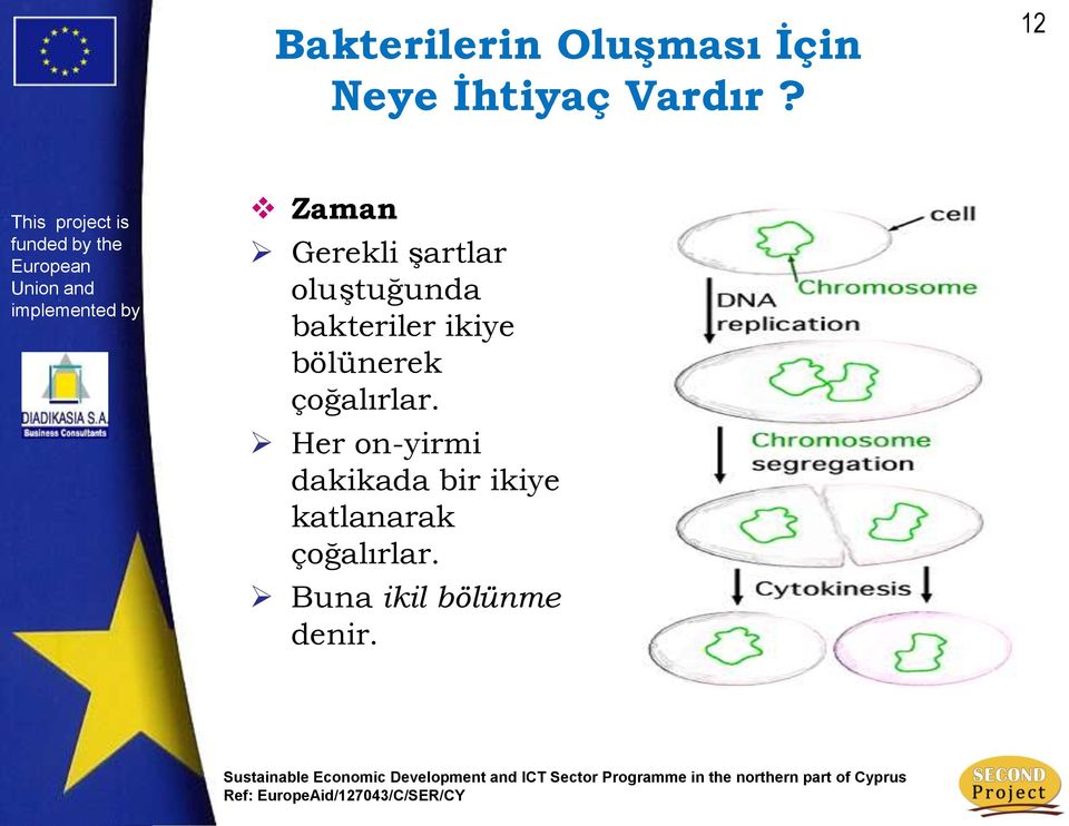 ikiye bölünerek çoğalırlar.