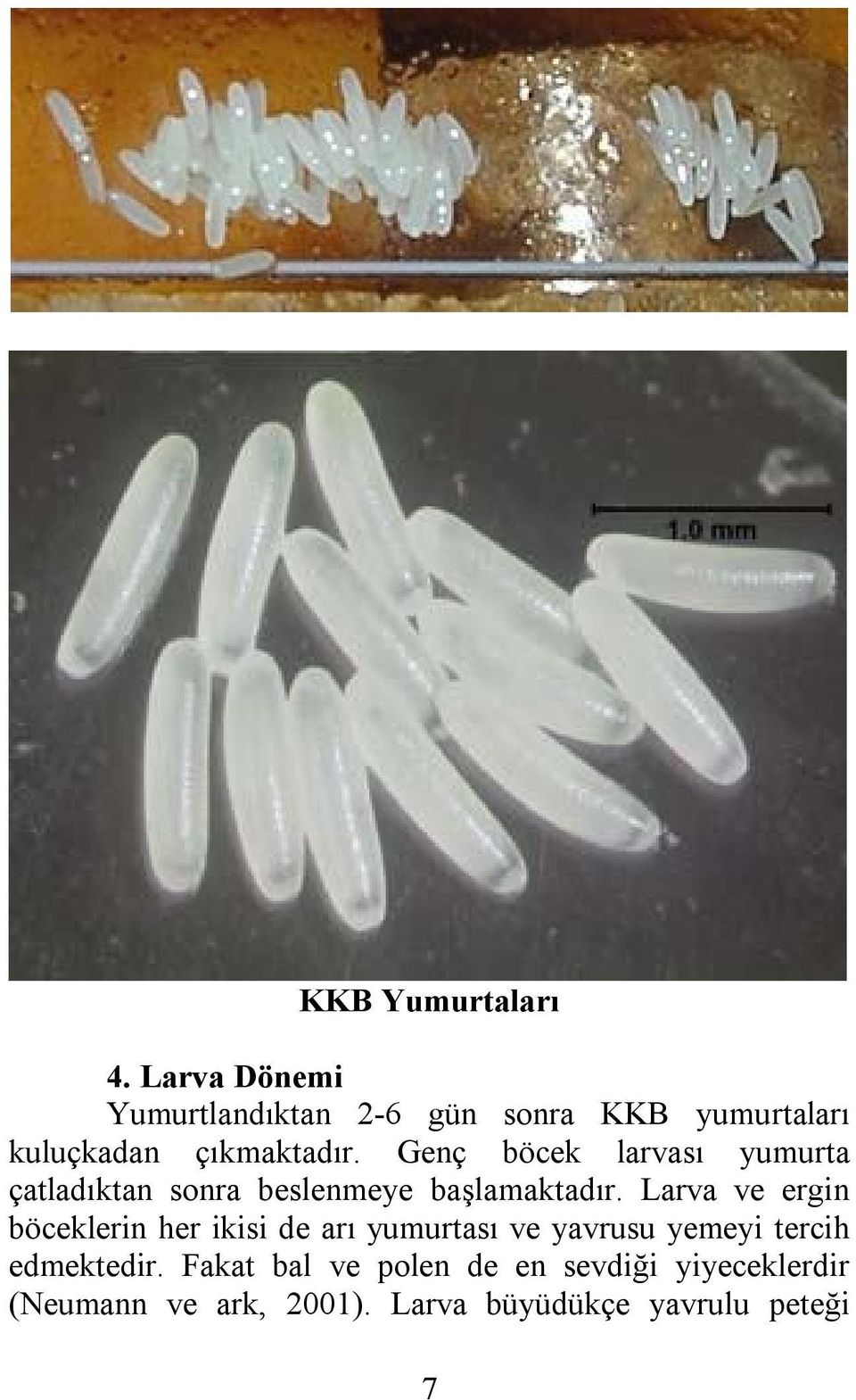 Genç böcek larvası yumurta çatladıktan sonra beslenmeye başlamaktadır.