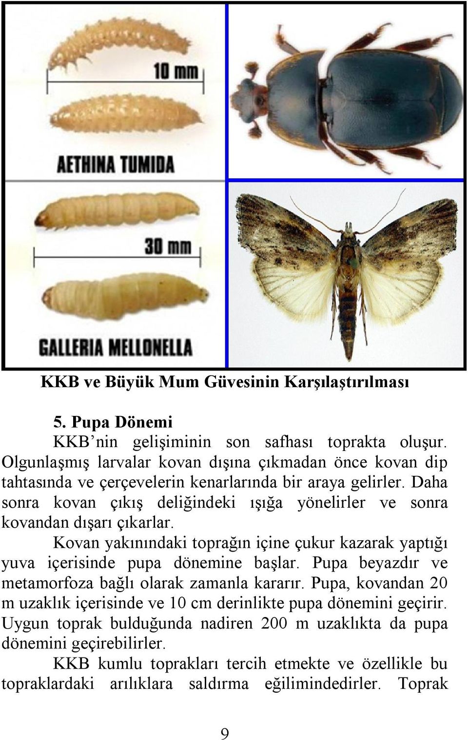 Daha sonra kovan çıkış deliğindeki ışığa yönelirler ve sonra kovandan dışarı çıkarlar. Kovan yakınındaki toprağın içine çukur kazarak yaptığı yuva içerisinde pupa dönemine başlar.