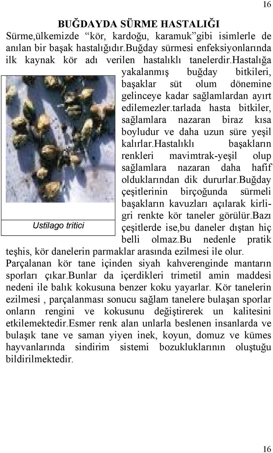 tarlada hasta bitkiler, sağlamlara nazaran biraz kısa boyludur ve daha uzun süre yeşil kalırlar.