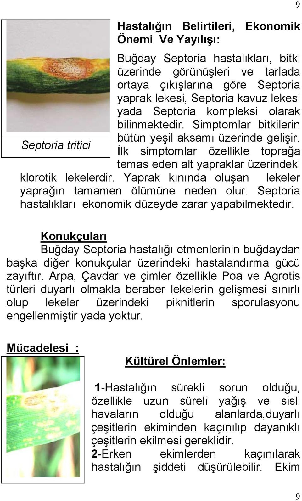 Septoria tritici İlk simptomlar özellikle toprağa temas eden alt yapraklar üzerindeki klorotik lekelerdir. Yaprak kınında oluşan lekeler yaprağın tamamen ölümüne neden olur.