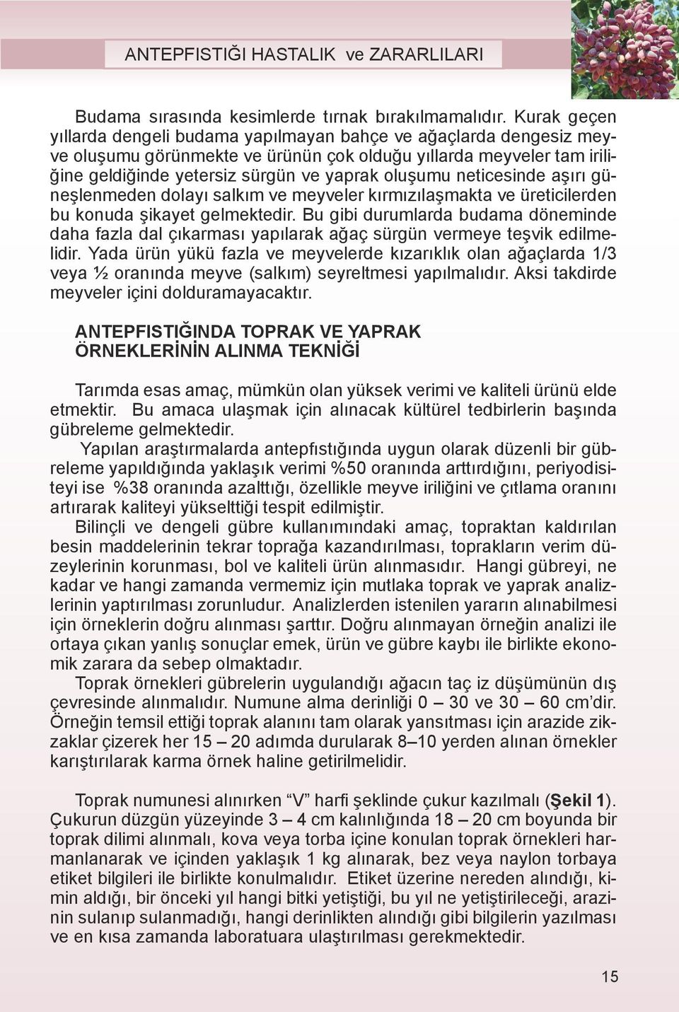 neticesinde aşırı güneşlenmeden dolayı salkım ve meyveler kırmızılaşmakta ve üreticilerden bu konuda şikayet gelmektedir.