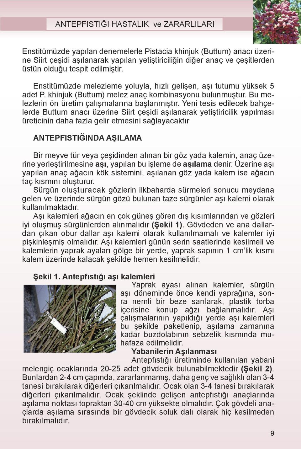 Yeni tesis edilecek bahçelerde Buttum anacı üzerine Siirt çeşidi aşılanarak yetiştiricilik yapılması üreticinin daha fazla gelir etmesini sağlayacaktır ANTEPFISTIĞINDA AŞILAMA Bir meyve tür veya