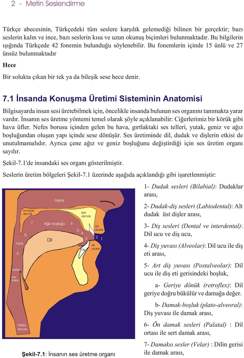 1 Ýnsanda Konuþma Üretimi Sisteminin Anatomisi Bilgisayarda insan sesi üretebilmek için, öncelikle insanda bulunan ses organýný tanýmakta yarar vardýr.