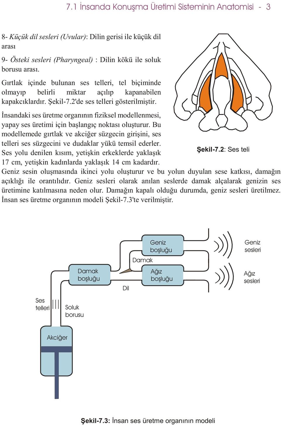 Ýnsandaki ses üretme organýnýn fiziksel modellenmesi, yapay ses üretimi için baþlangýç noktasý oluþturur.