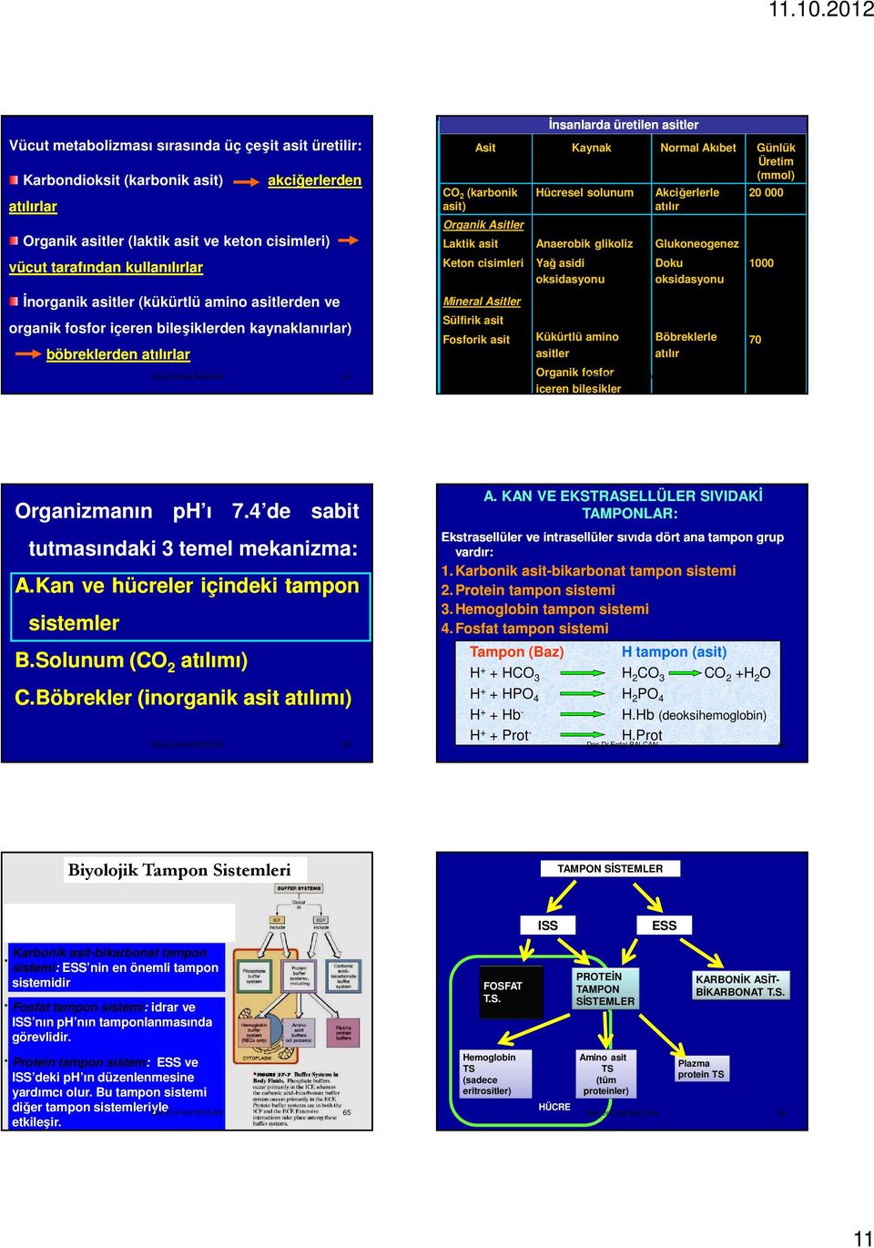 Laktik asit Keton cisimleri Mineral Asitler Sülfirik asit Fosforik asit Đnsanlarda üretilen asitler Hücresel solunum Anaerobik glikoliz Yağ asidi oksidasyonu Kükürtlü amino asitler Organik fosfor