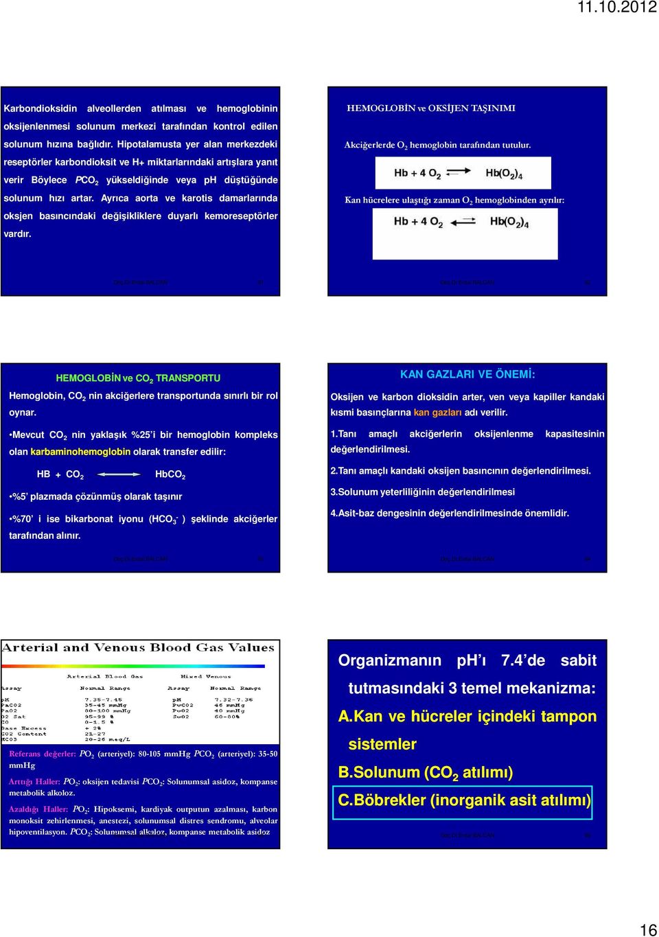 Ayrıca aorta ve karotis damarlarında oksjen basıncındaki değişikliklere duyarlı kemoreseptörler vardır. HEMOGLOBĐN ve OKSĐJEN TAŞINIMI Akciğerlerde O 2 hemoglobin tarafından tutulur.