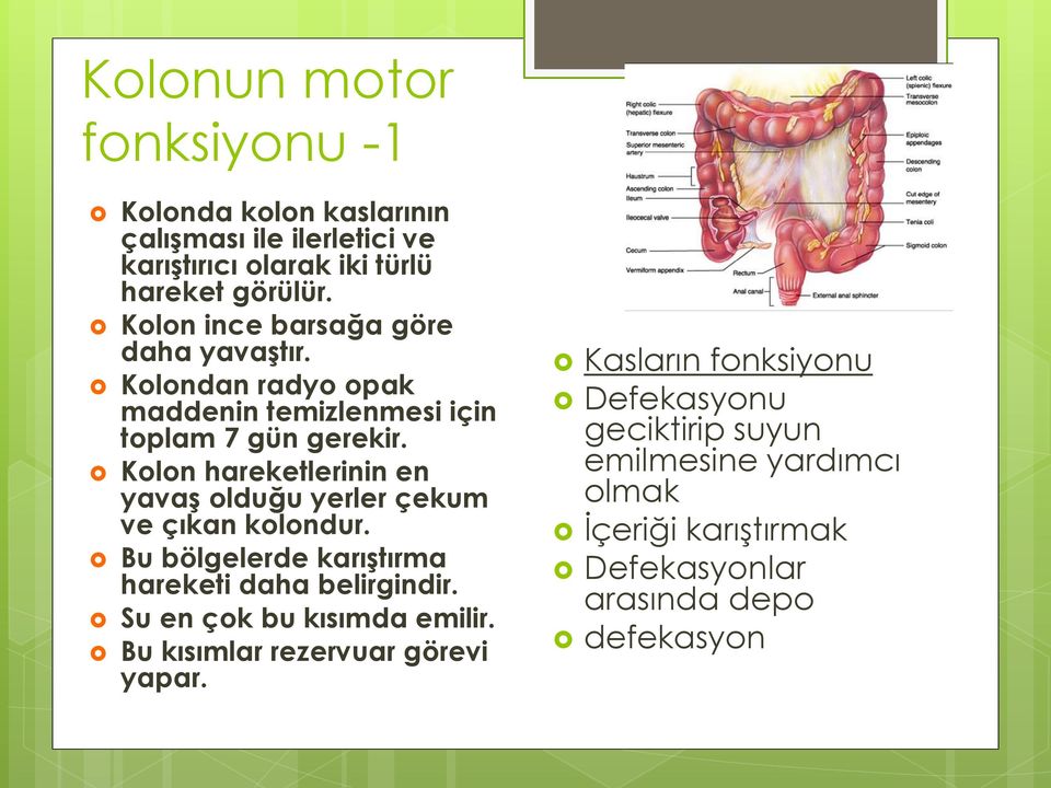 Kolon hareketlerinin en yavaş olduğu yerler çekum ve çıkan kolondur. Bu bölgelerde karıştırma hareketi daha belirgindir.