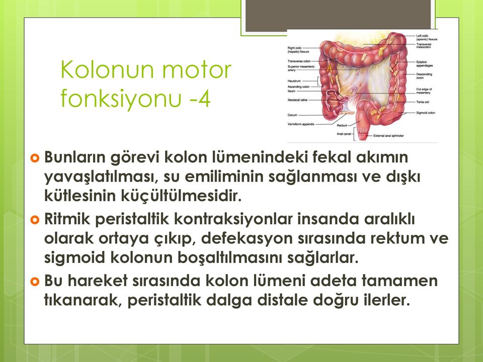 Ritmik peristaltik kontraksiyonlar insanda aralıklı olarak ortaya çıkıp, defekasyon sırasında