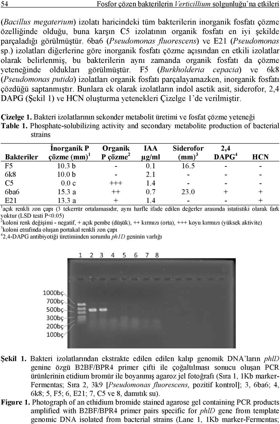 ) izolatları diğerlerine göre inorganik fosfatı çözme açısından en etkili izolatlar olarak belirlenmiş, bu bakterilerin aynı zamanda organik fosfatı da çözme yeteneğinde oldukları görülmüştür.