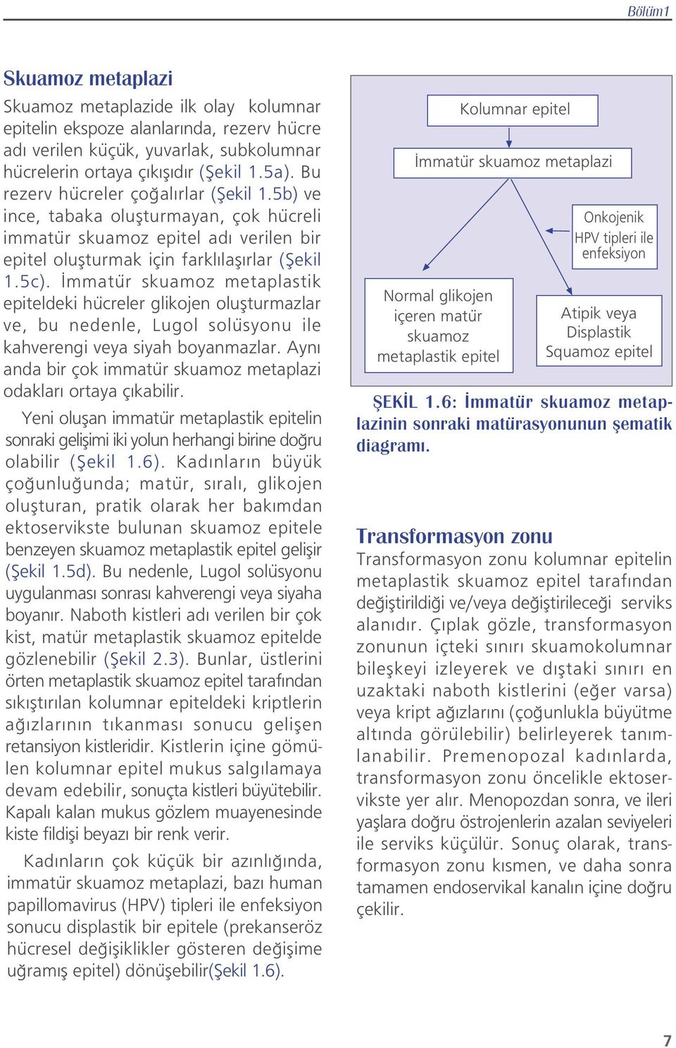 mmatür skuamoz metaplastik epiteldeki hücreler glikojen oluflturmazlar ve, bu nedenle, Lugol solüsyonu ile kahverengi veya siyah boyanmazlar.