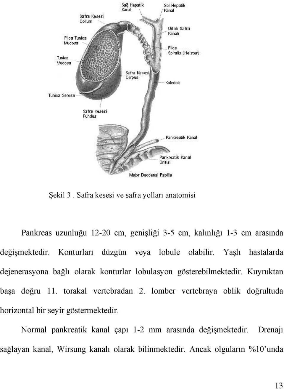 Konturları düzgün veya lobule olabilir. Yaşlı hastalarda dejenerasyona bağlı olarak konturlar lobulasyon gösterebilmektedir.