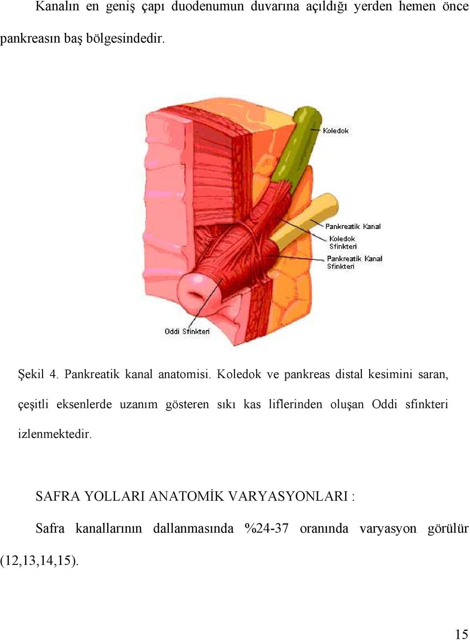 Koledok ve pankreas distal kesimini saran, çeşitli eksenlerde uzanım gösteren sıkı kas liflerinden