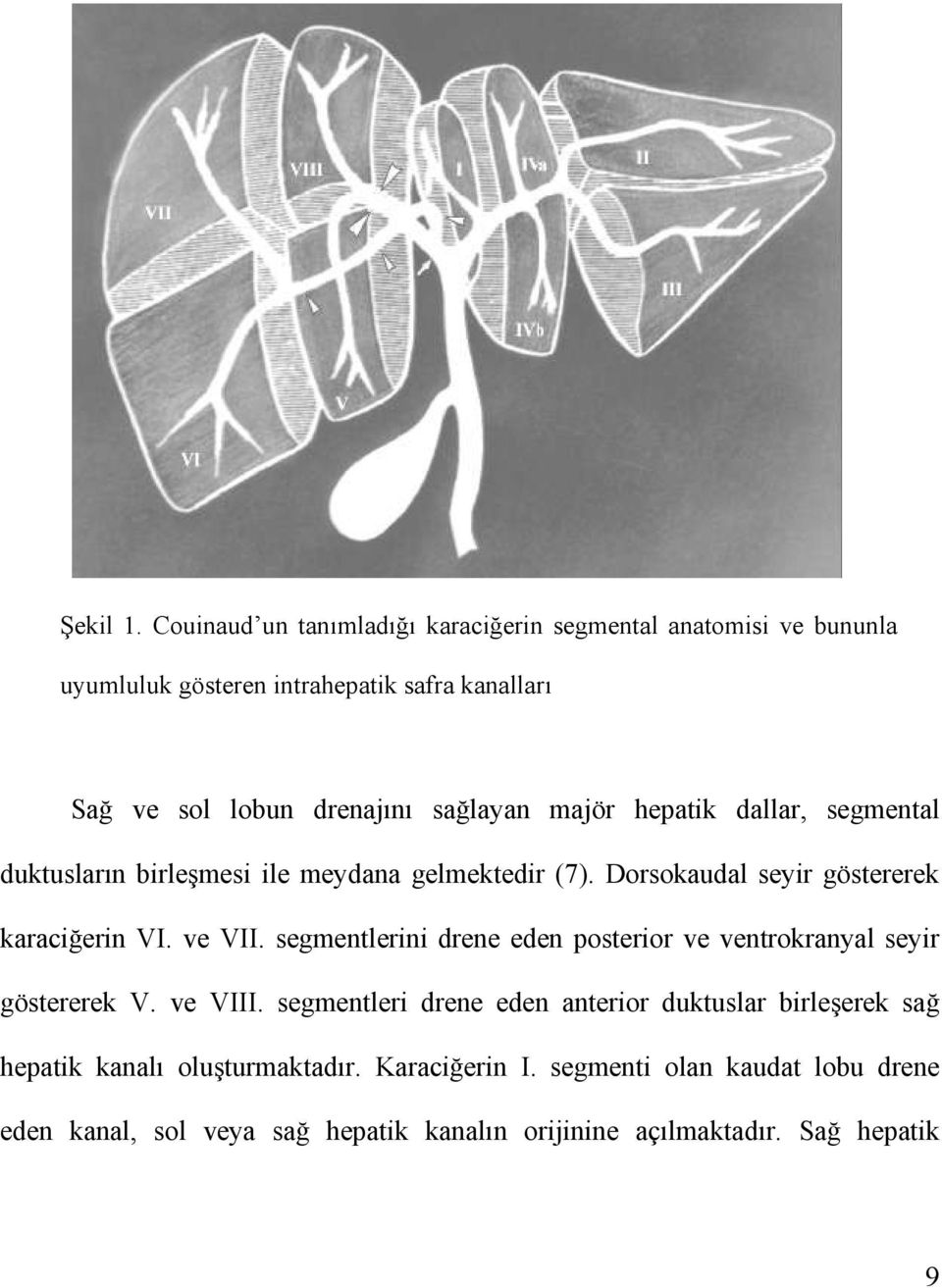 sağlayan majör hepatik dallar, segmental duktusların birleşmesi ile meydana gelmektedir (7). Dorsokaudal seyir göstererek karaciğerin VI. ve VII.