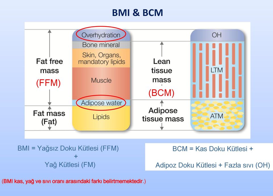 Adipoz Doku Kütlesi + Fazla sıvı (OH) (BMI kas,