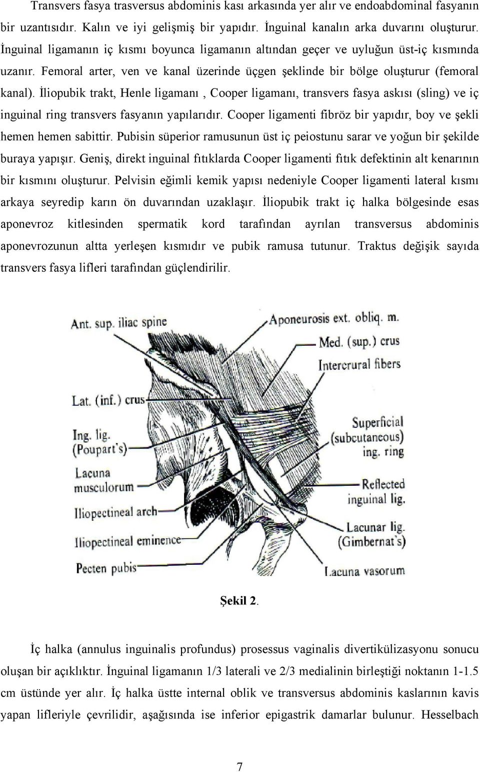 İliopubik trakt, Henle ligamanı, Cooper ligamanı, transvers fasya askısı (sling) ve iç inguinal ring transvers fasyanın yapılarıdır.