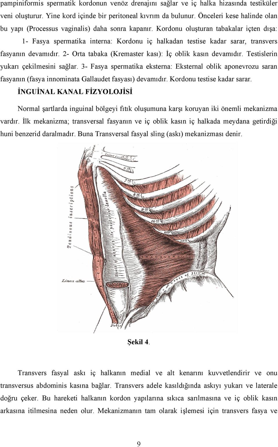 Kordonu oluşturan tabakalar içten dışa: 1- Fasya spermatika interna: Kordonu iç halkadan testise kadar sarar, transvers fasyanın devamıdır. 2- Orta tabaka (Kremaster kası): İç oblik kasın devamıdır.