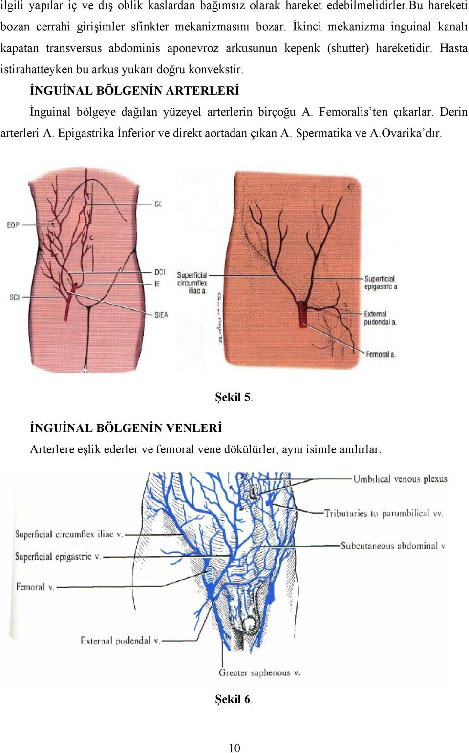 Hasta istirahatteyken bu arkus yukarı doğru konvekstir. İNGUİNAL BÖLGENİN ARTERLERİ İnguinal bölgeye dağılan yüzeyel arterlerin birçoğu A.