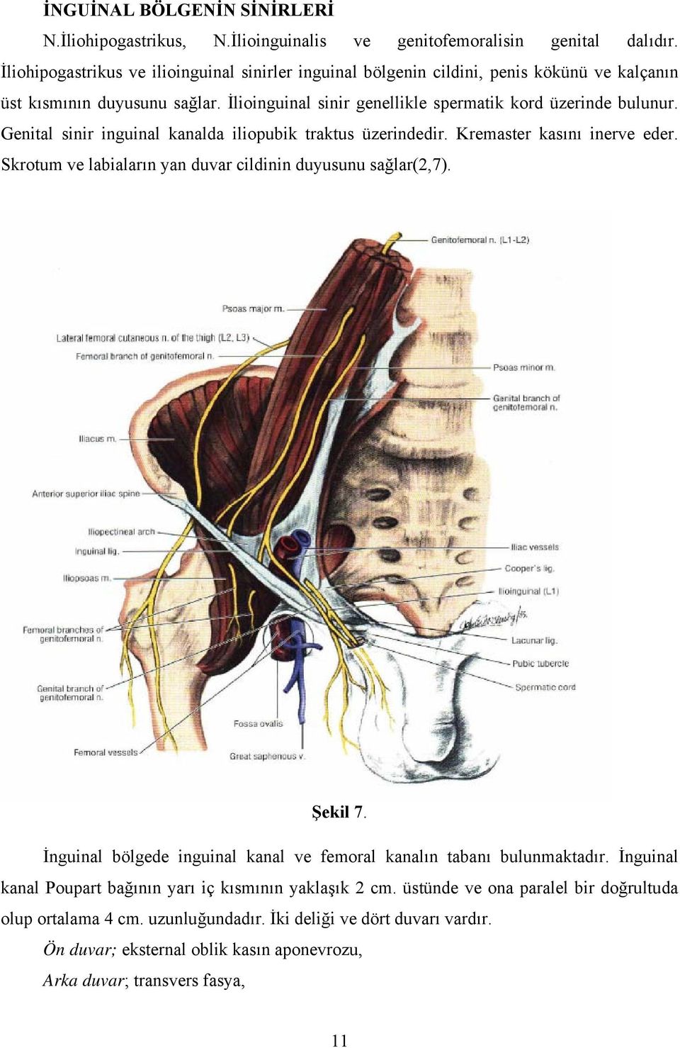 Genital sinir inguinal kanalda iliopubik traktus üzerindedir. Kremaster kasını inerve eder. Skrotum ve labiaların yan duvar cildinin duyusunu sağlar(2,7). Şekil 7.