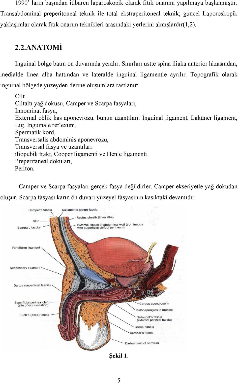 . 2.2.ANATOMİ İnguinal bölge batın ön duvarında yeralır. Sınırları üstte spina iliaka anterior hizasından, medialde linea alba hattından ve lateralde inguinal ligamentle ayrılır.