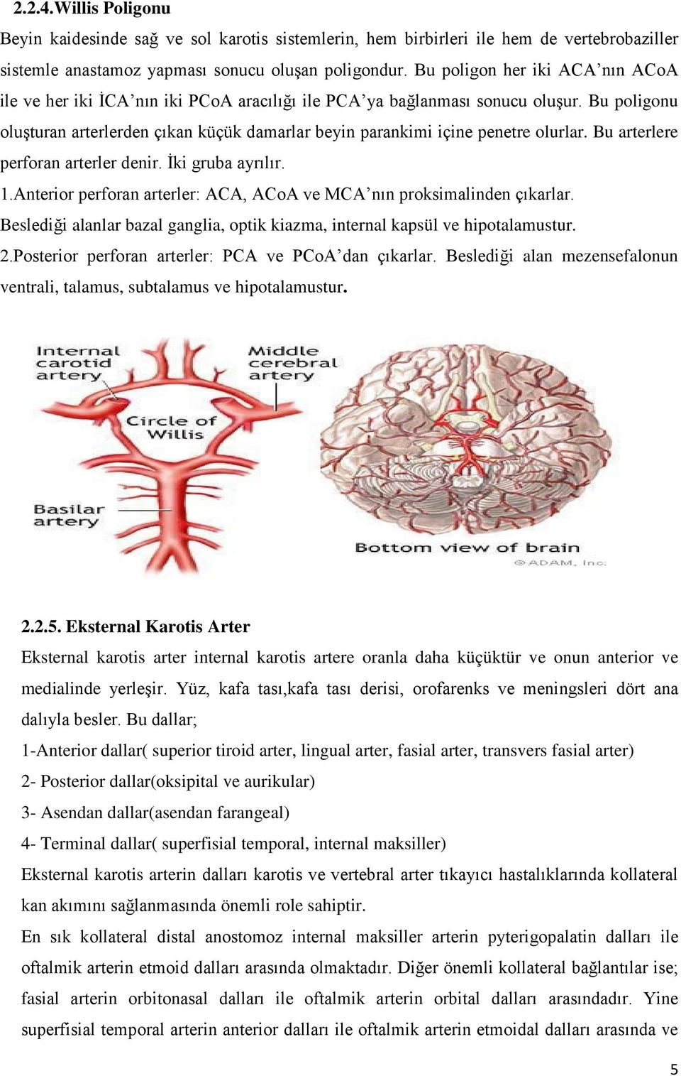 Bu poligonu oluşturan arterlerden çıkan küçük damarlar beyin parankimi içine penetre olurlar. Bu arterlere perforan arterler denir. İki gruba ayrılır. 1.