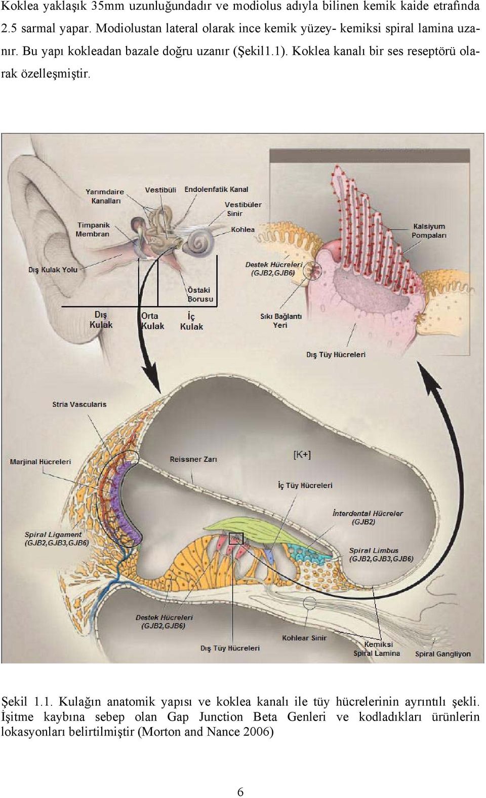 Koklea kanalı bir ses reseptörü olarak özelleşmiştir. Şekil 1.