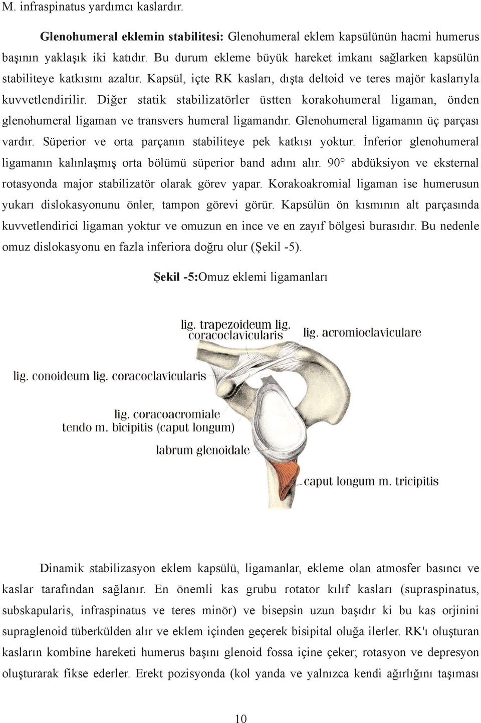 Diðer statik stabilizatörler üstten korakohumeral ligaman, önden glenohumeral ligaman ve transvers humeral ligamandýr. Glenohumeral ligamanýn üç parçasý vardýr.