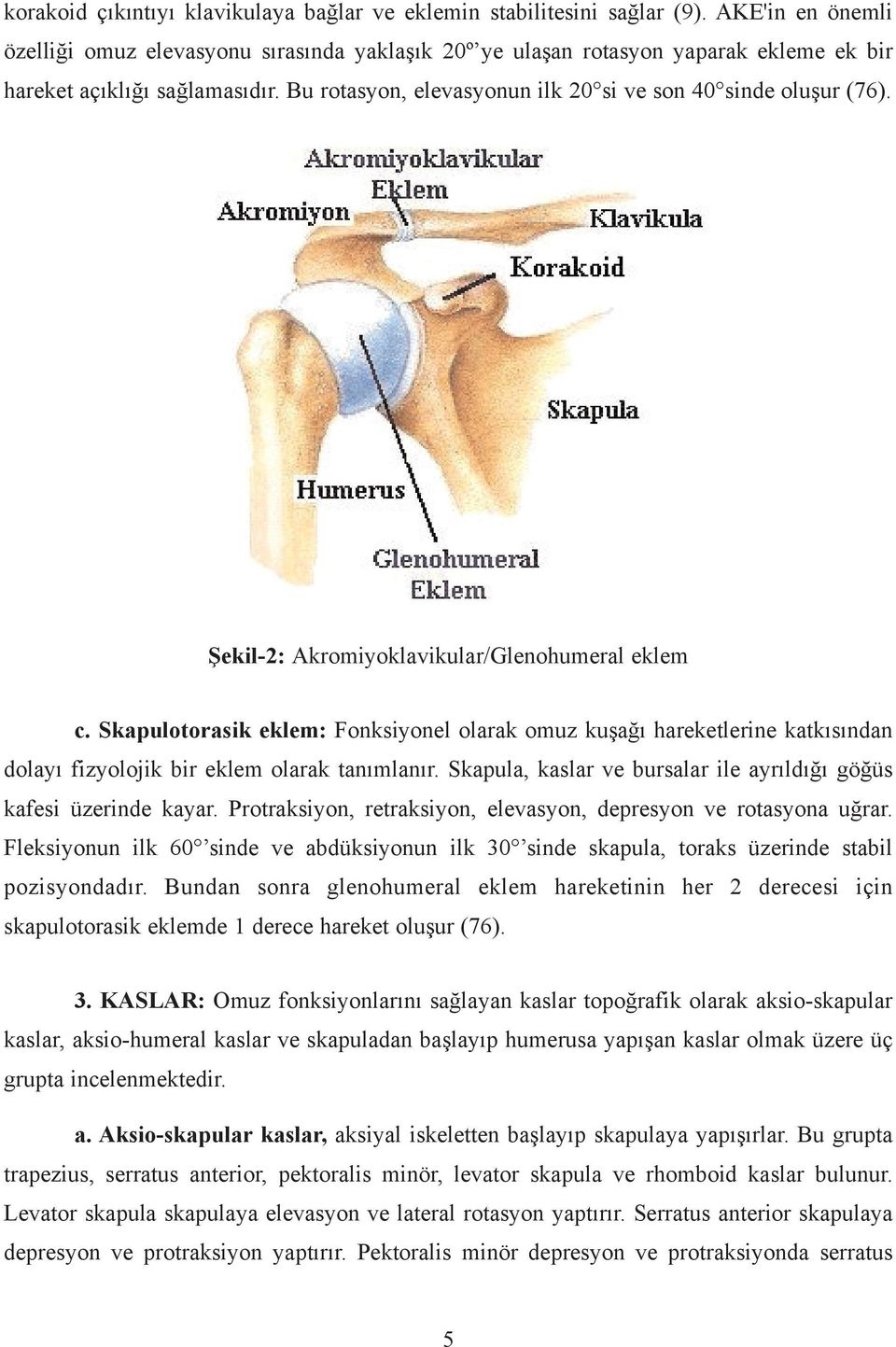 Þekil-2: Akromiyoklavikular/Glenohumeral eklem c. Skapulotorasik eklem: Fonksiyonel olarak omuz kuþaðý hareketlerine katkýsýndan dolayý fizyolojik bir eklem olarak tanýmlanýr.