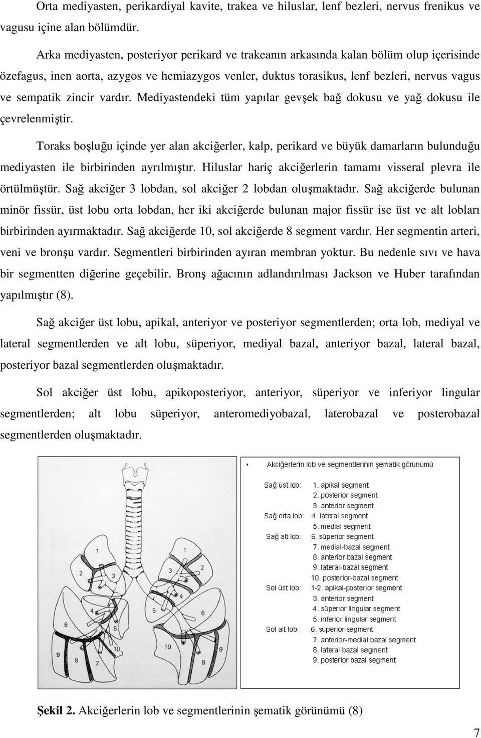 zincir vardır. Mediyastendeki tüm yapılar gevşek bağ dokusu ve yağ dokusu ile çevrelenmiştir.