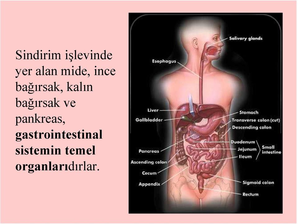 bağırsak ve pankreas,