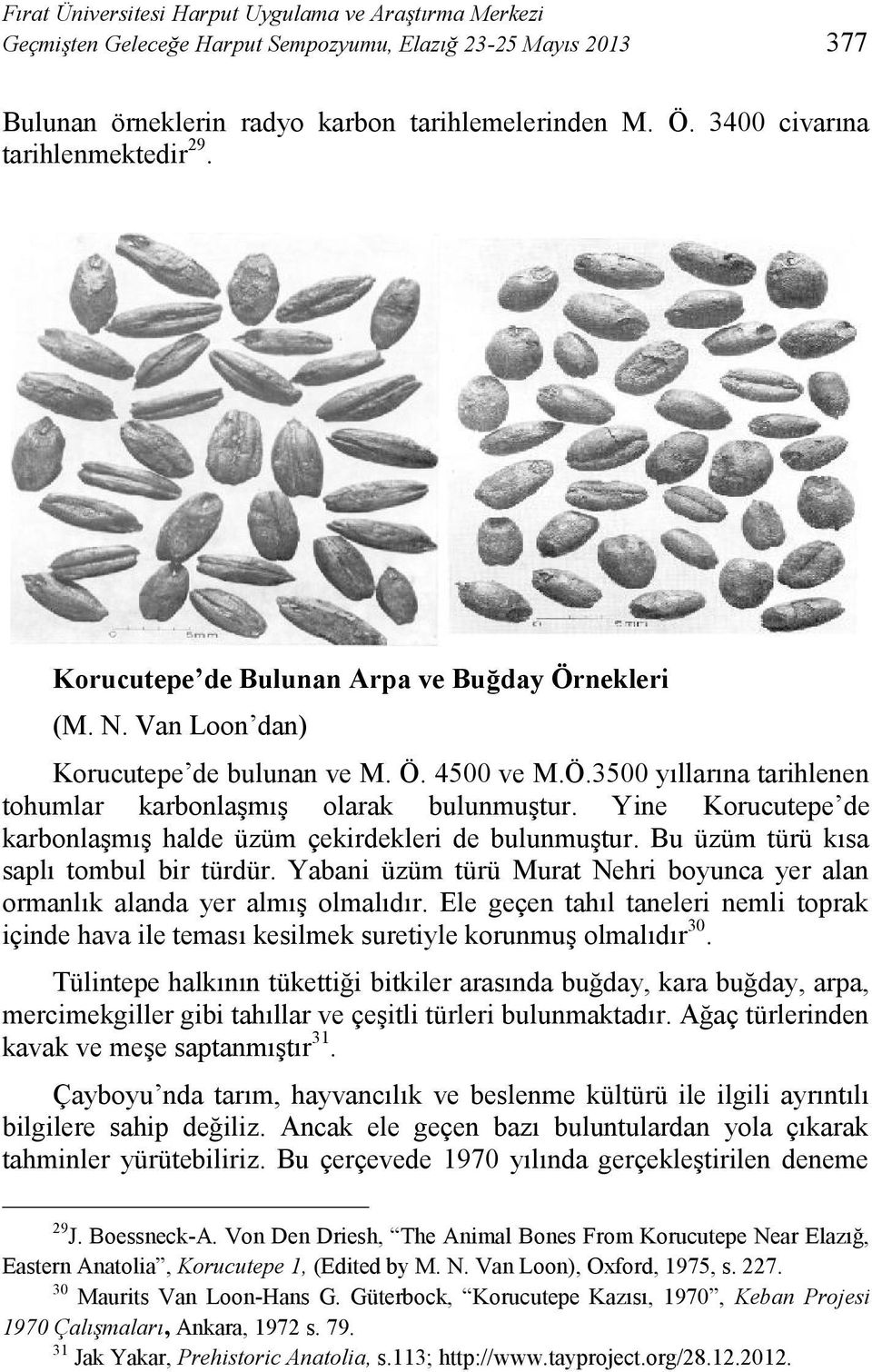 Yine Korucutepe de karbonlaşmış halde üzüm çekirdekleri de bulunmuştur. Bu üzüm türü kısa saplı tombul bir türdür. Yabani üzüm türü Murat Nehri boyunca yer alan ormanlık alanda yer almış olmalıdır.