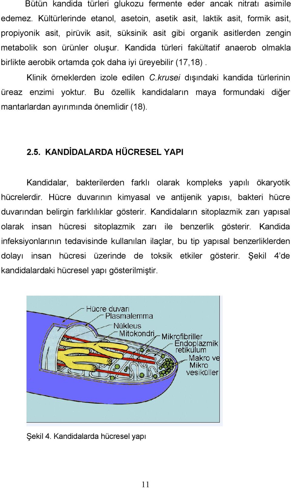 Kandida türleri fakültatif anaerob olmakla birlikte aerobik ortamda çok daha iyi üreyebilir (17,18). Klinik örneklerden izole edilen C.krusei dışındaki kandida türlerinin üreaz enzimi yoktur.