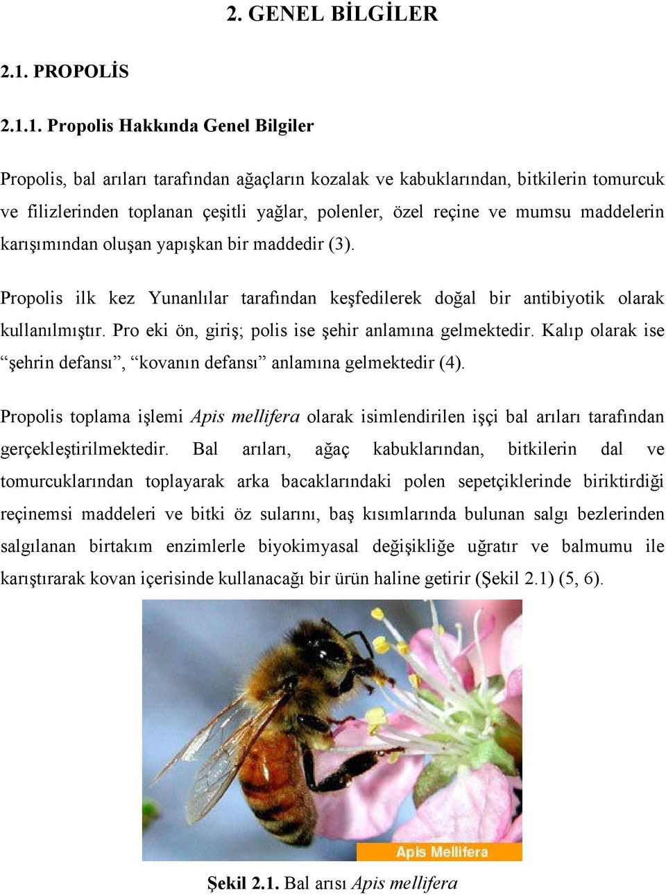 1. Propolis Hakkında Genel Bilgiler Propolis, bal arıları tarafından ağaçların kozalak ve kabuklarından, bitkilerin tomurcuk ve filizlerinden toplanan çeşitli yağlar, polenler, özel reçine ve mumsu