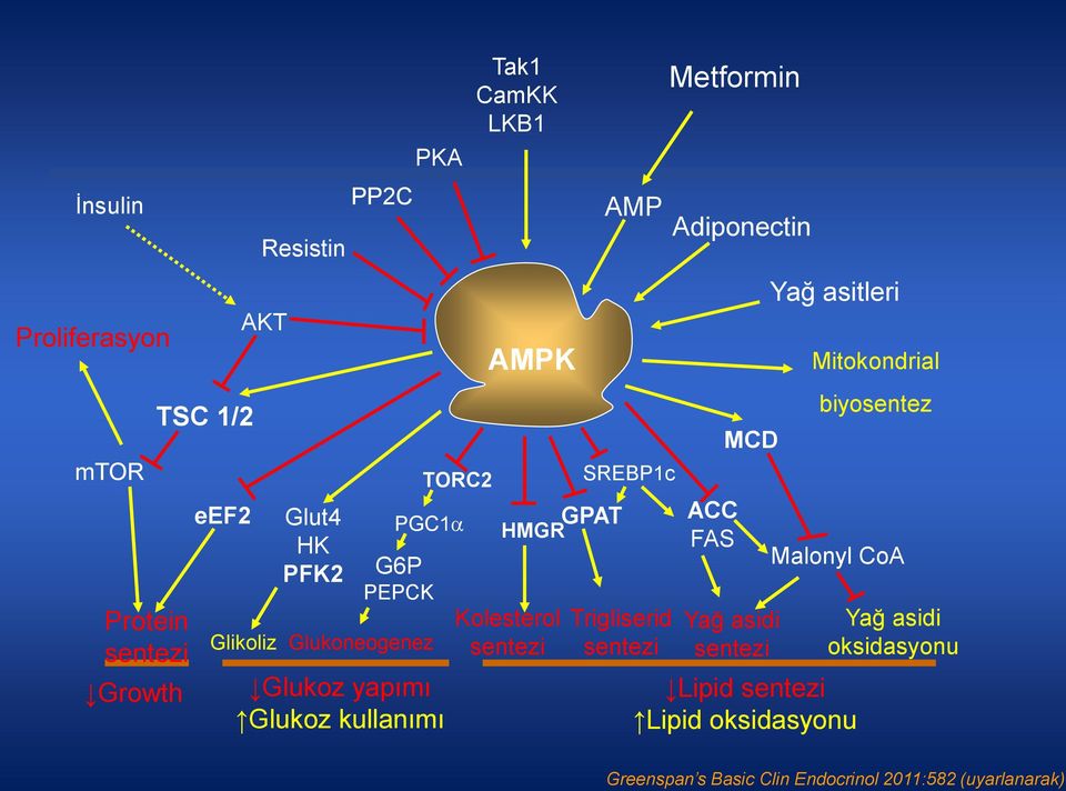 Metformin AMP Adiponectin SREBP1c Trigliserid sentezi ACC FAS MCD Yağ asidi sentezi Yağ asitleri Mitokondrial