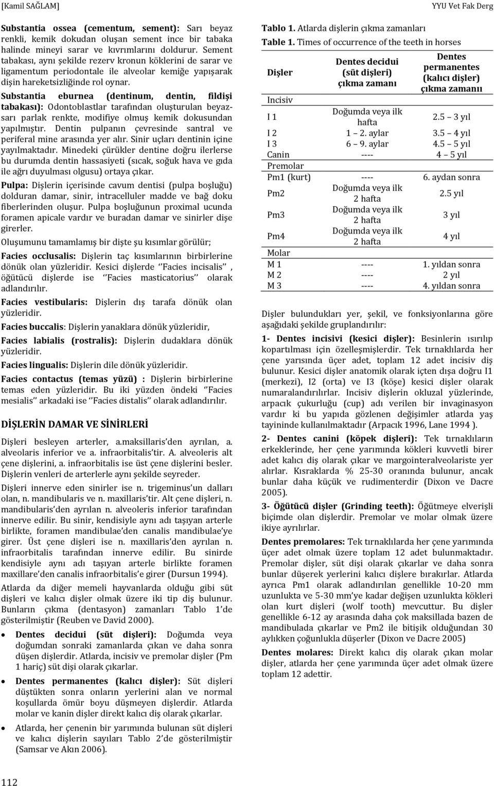 Substantia eburnea (dentinum, dentin, fildişi tabakası): Odontoblastlar tarafından oluşturulan beyazsarı parlak renkte, modifiye olmuş kemik dokusundan yapılmıştır.