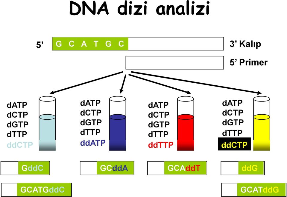 ddatp datp dctp dgtp dttp ddttp datp dctp dgtp