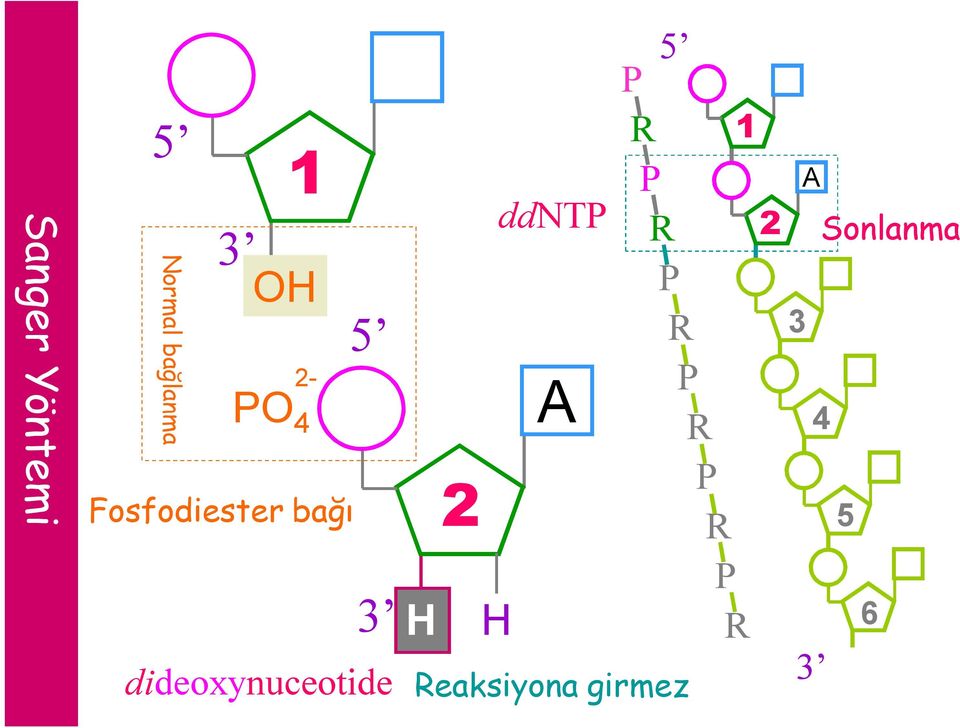 dideoxynuceotide H 2 H ddntp A 5 P R P R P