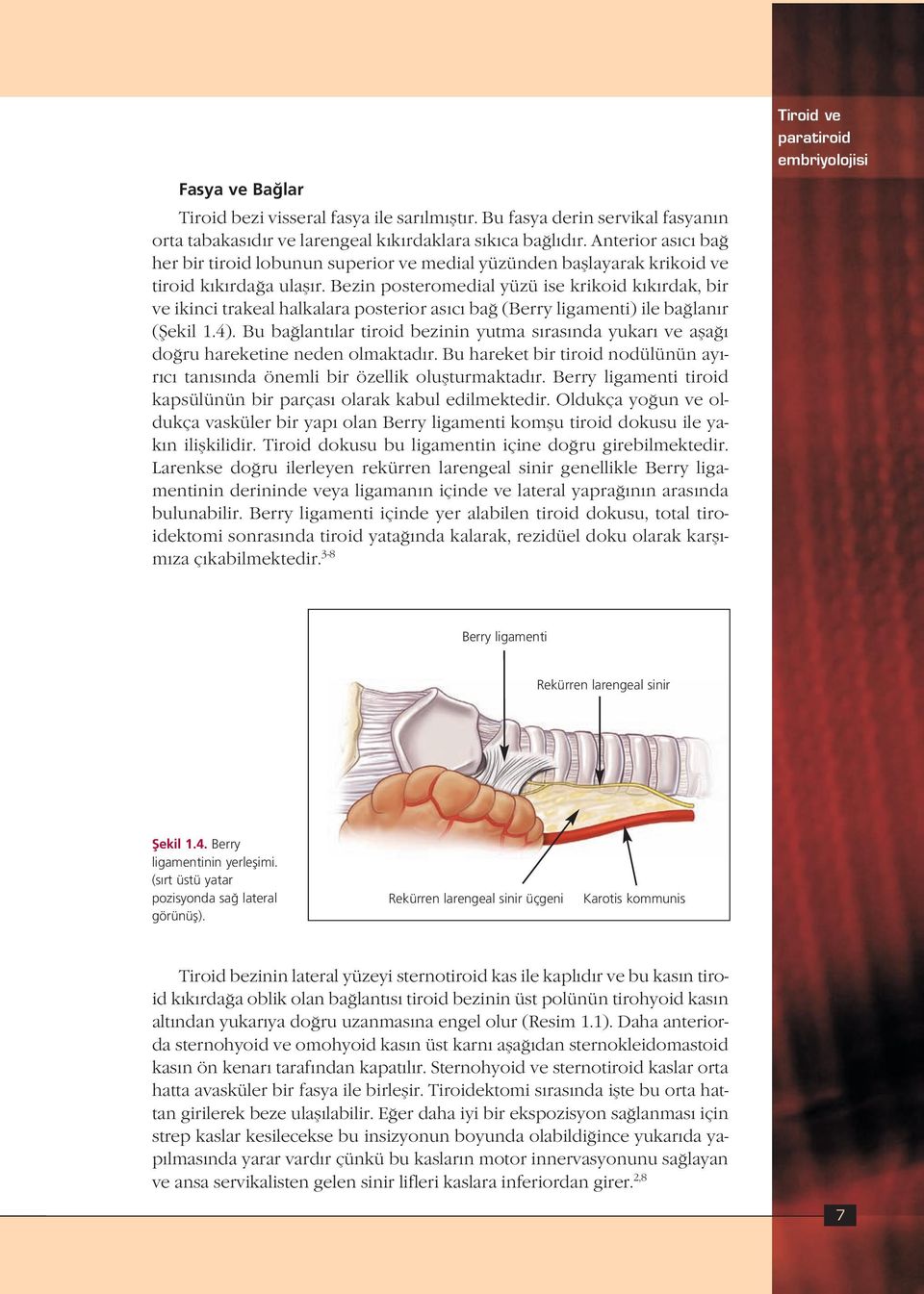 Bezin posteromedial yüzü ise krikoid k k rdak, bir ve ikinci trakeal halkalara posterior as c ba (Berry ligamenti) ile ba lan r (fiekil 1.4).