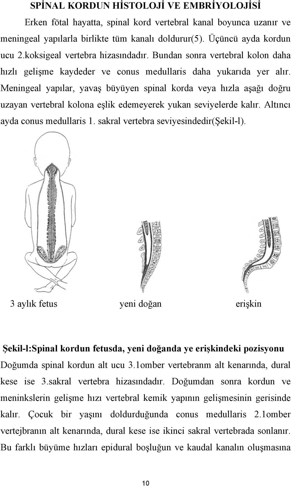 Meningeal yapılar, yavaş büyüyen spinal korda veya hızla aşağı doğru uzayan vertebral kolona eşlik edemeyerek yukan seviyelerde kalır. Altıncı ayda conus medullaris 1.