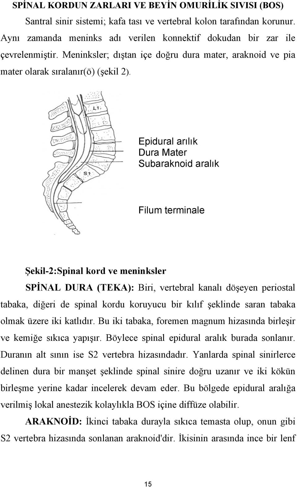 Epidural arılık Dura Mater Subaraknoid aralık Filum terminale Şekil-2:Spinal kord ve meninksler SPİNAL DURA (TEKA): Biri, vertebral kanalı döşeyen periostal tabaka, diğeri de spinal kordu koruyucu