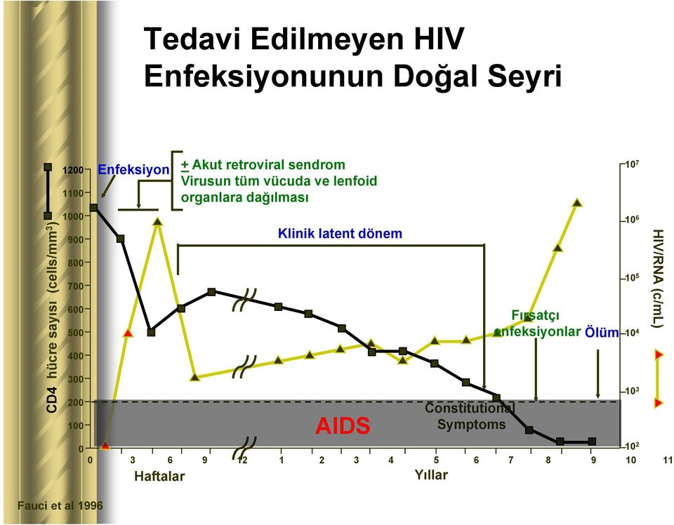 vücuda ve lenfoid organlara dağılması Klinik latent dönem Fırsatçı enfeksiyonlar Ölüm 0 10 2 0 3 6 9 12