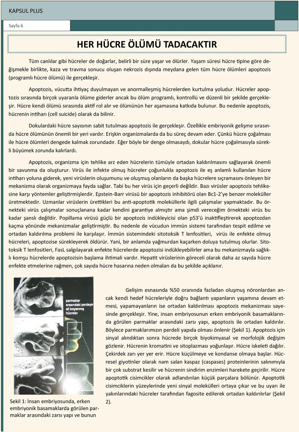 Apoptozis, vücutta ihtiyaç duyulmayan ve anormalleşmiş hücrelerden kurtulma yoludur.