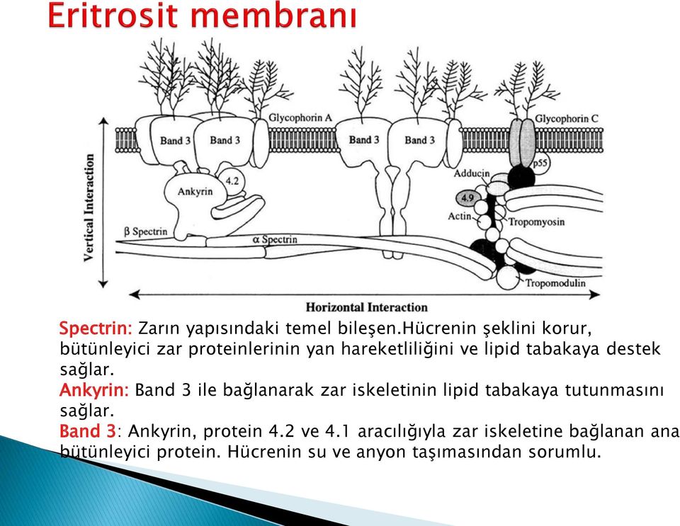 destek sağlar.