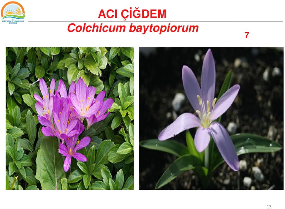 Colchicum