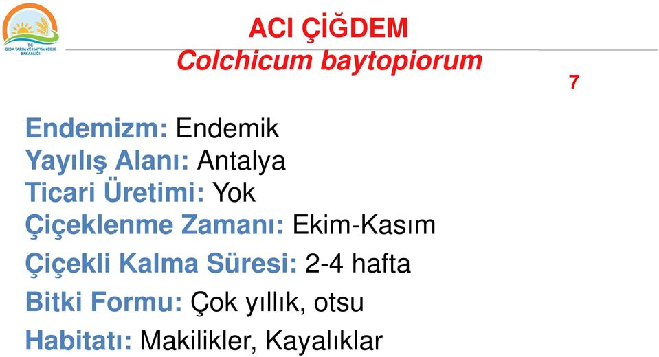 Zamanı: Ekim-Kasım Çiçekli Kalma Süresi: 2-4 hafta