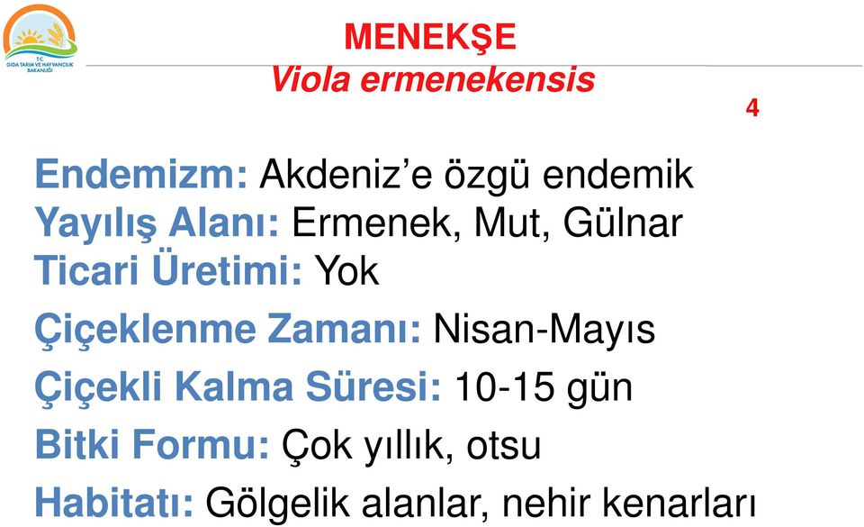 Çiçeklenme Zamanı: Nisan-Mayıs Çiçekli Kalma Süresi: 10-15 gün