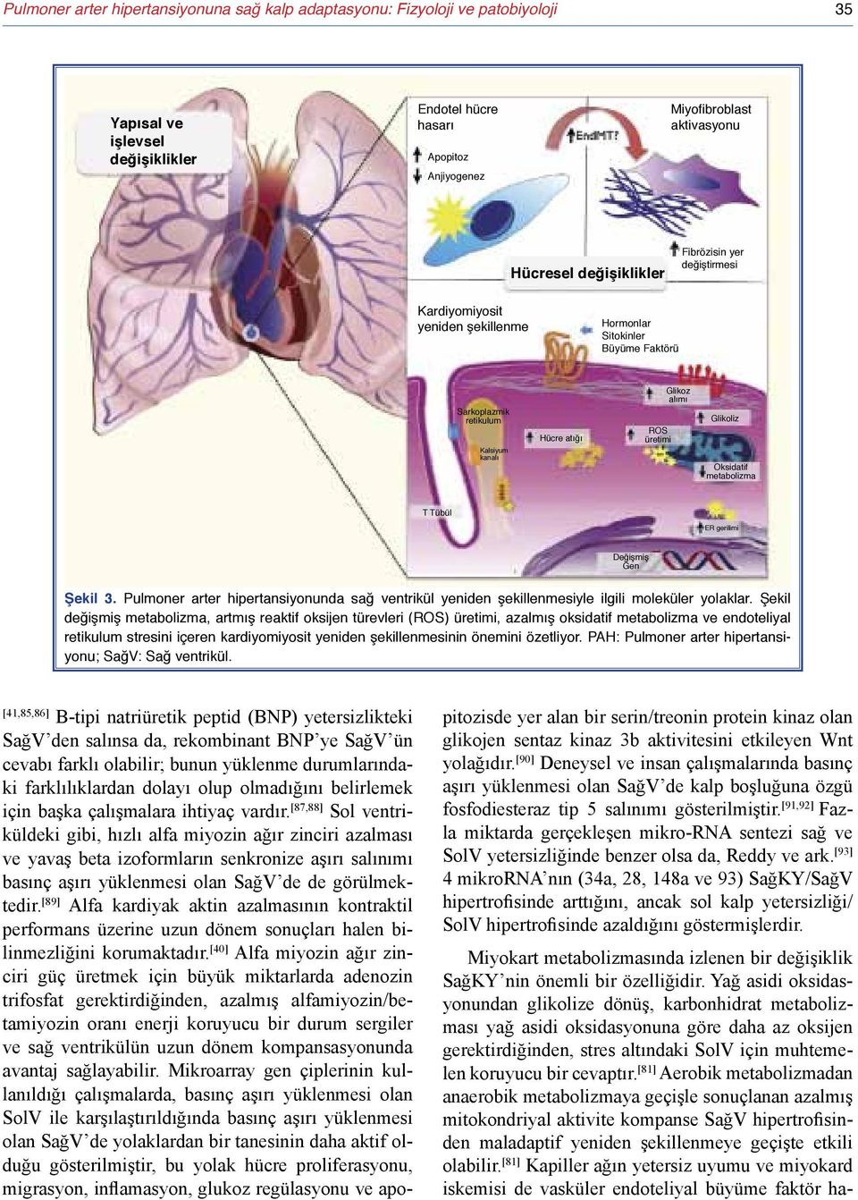 Oksidatif metabolizma T Tübül ER gerilimi Değişmiş Gen Şekil 3. Pulmoner arter hipertansiyonunda sağ ventrikül yeniden şekillenmesiyle ilgili moleküler yolaklar.