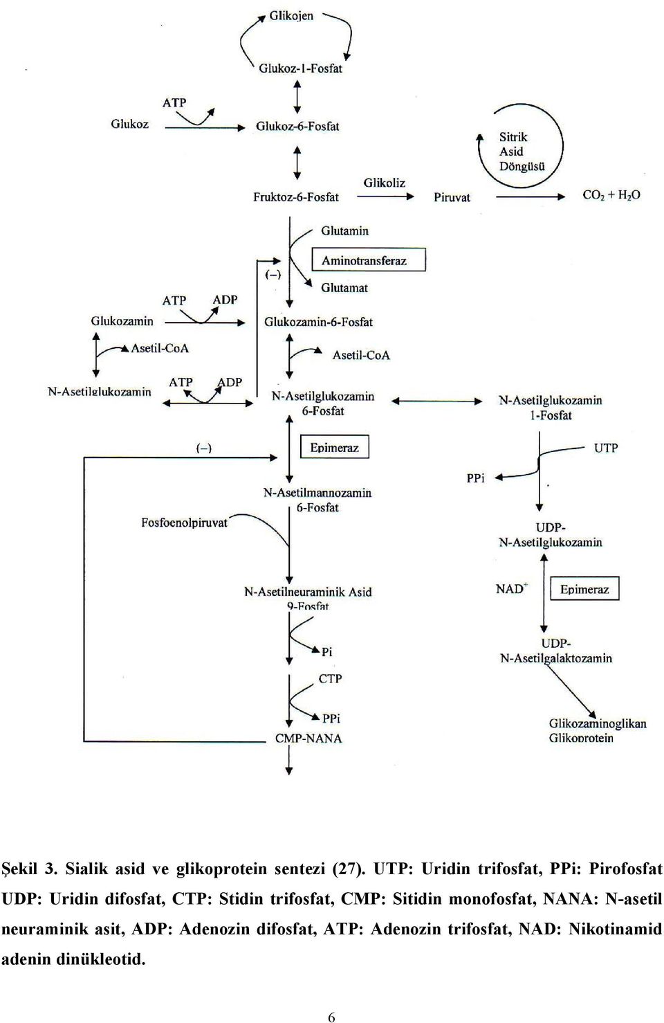 Stidin trifosfat, CMP: Sitidin monofosfat, NANA: N-asetil neuraminik