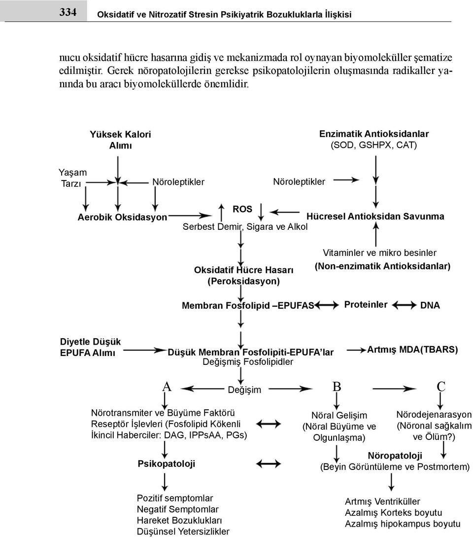 Yüksek Kalori Alımı Enzimatik Antioksidanlar (SOD, GSHPX, CAT) Yaşam Tarzı Nöroleptikler Nöroleptikler Aerobik Oksidasyon ROS Hücresel Antioksidan Savunma Serbest Demir, Sigara ve Alkol Oksidatif